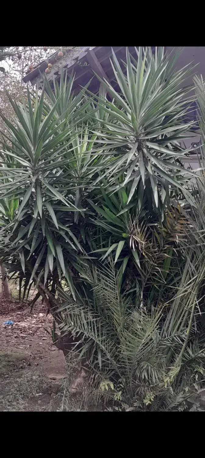 گل گیاه|گل و گیاه طبیعی|آستانه اشرفیه, |دیوار