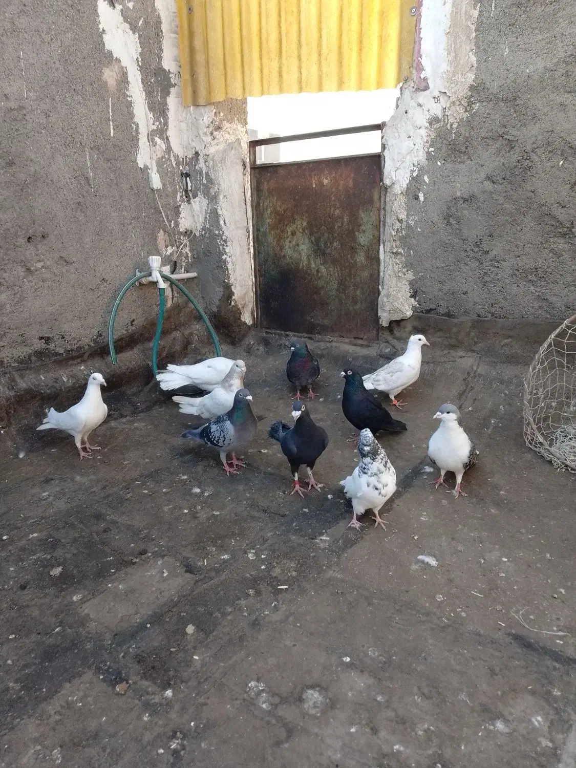 ۱۰تا کفتر|پرنده|مشهد, محمدآباد|دیوار