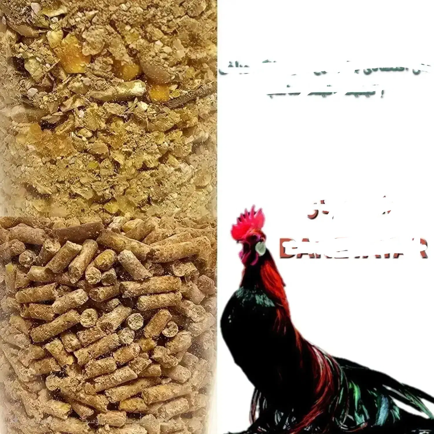 دان اقتصادی برای پرورش های خانگی|لوازم جانبی حیوانات|کرج, آق تپه|دیوار