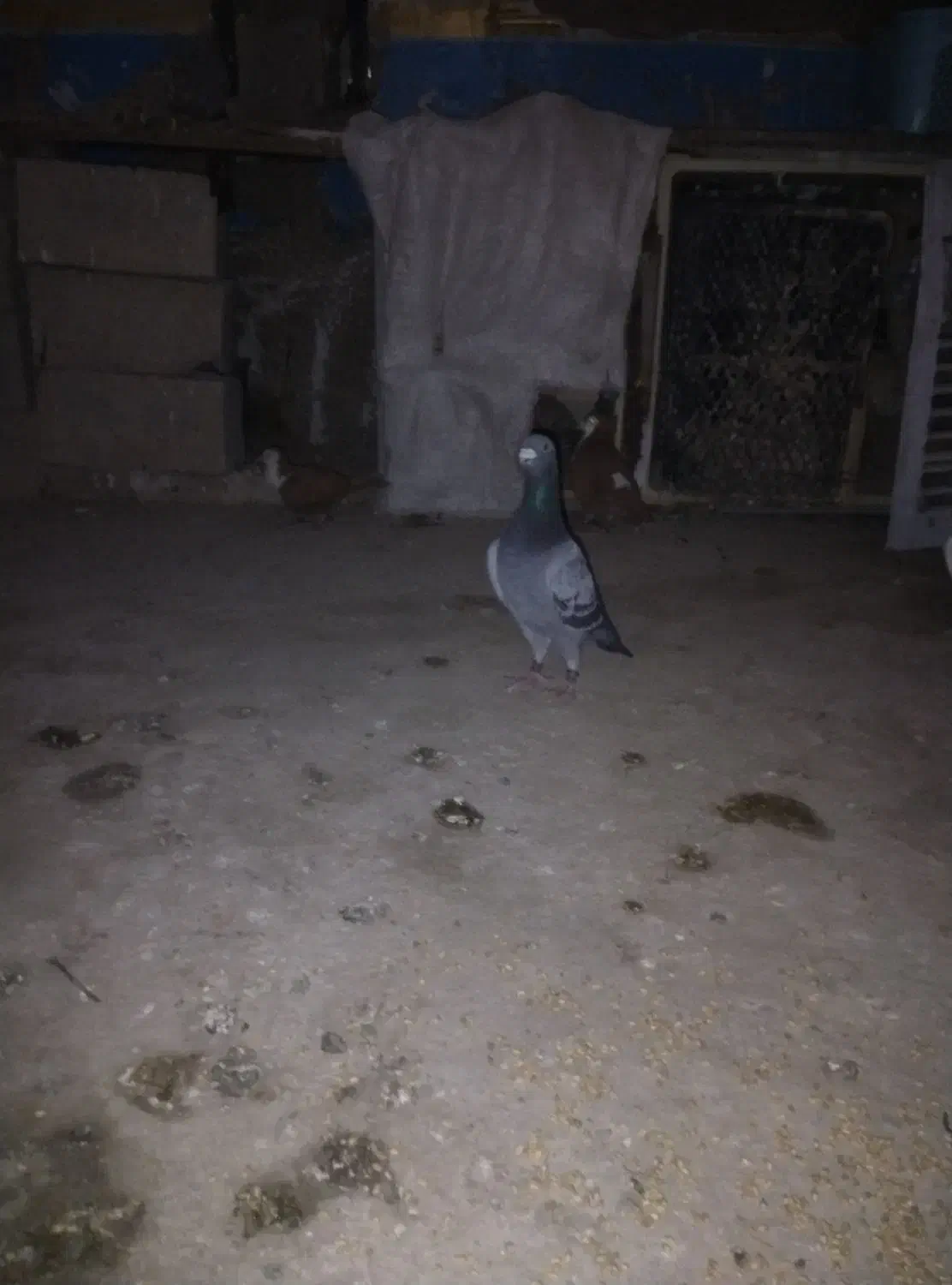 کبوتر مسافتی|پرنده|سراوان, |دیوار