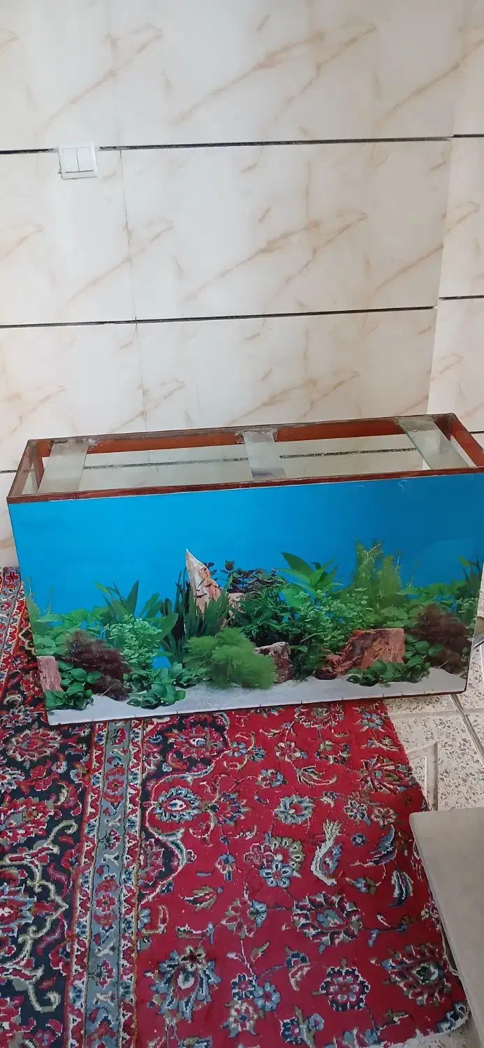 آکواریوم|ماهی|رباطکریم, کیکاور|دیوار