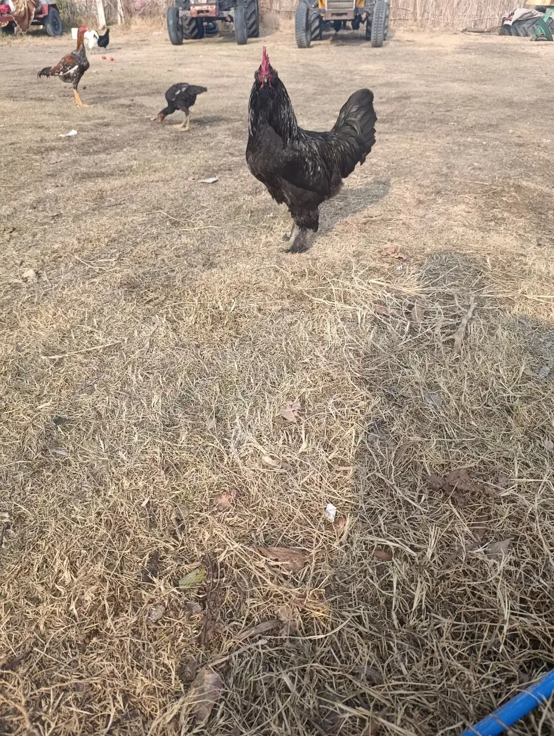 خروس مرندی|حیوانات مزرعه|نوشین شهر, |دیوار