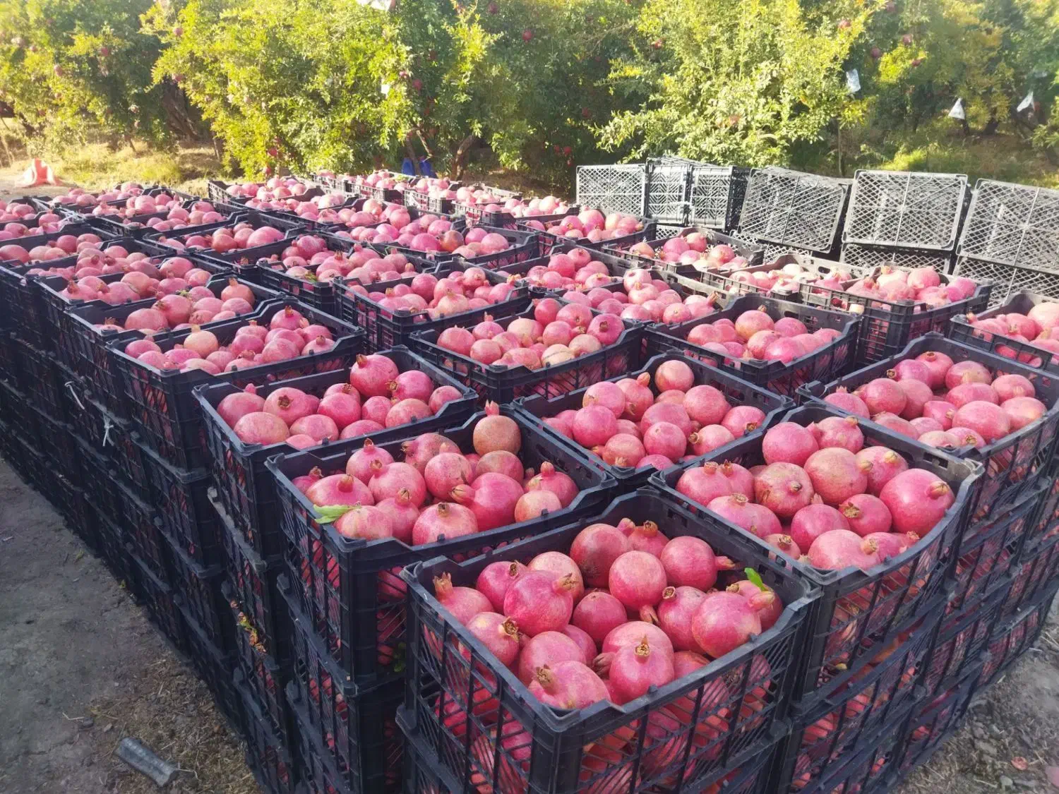 انار|خوردنی و آشامیدنی|کوهنانی, |دیوار