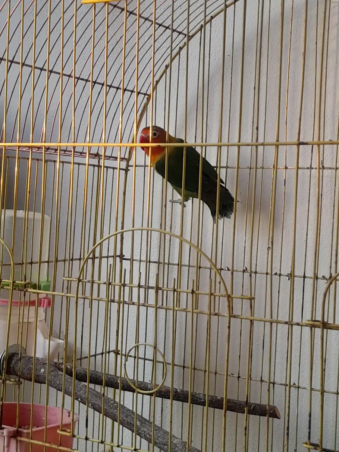 کوتوله نر|پرنده|نوشهر, |دیوار