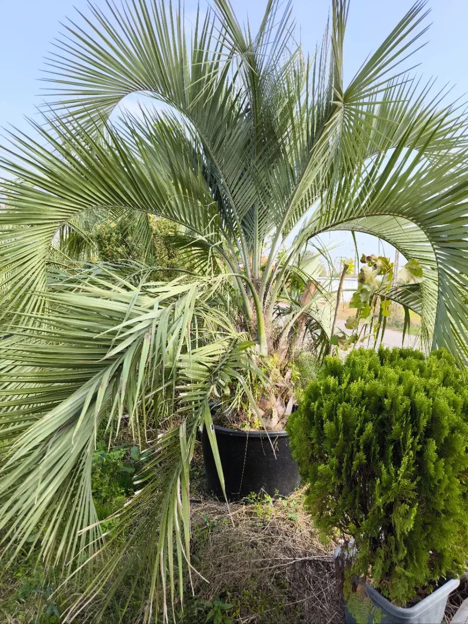 فینیکس آبی|خدمات باغبانی و درختکاری|رودسر, |دیوار