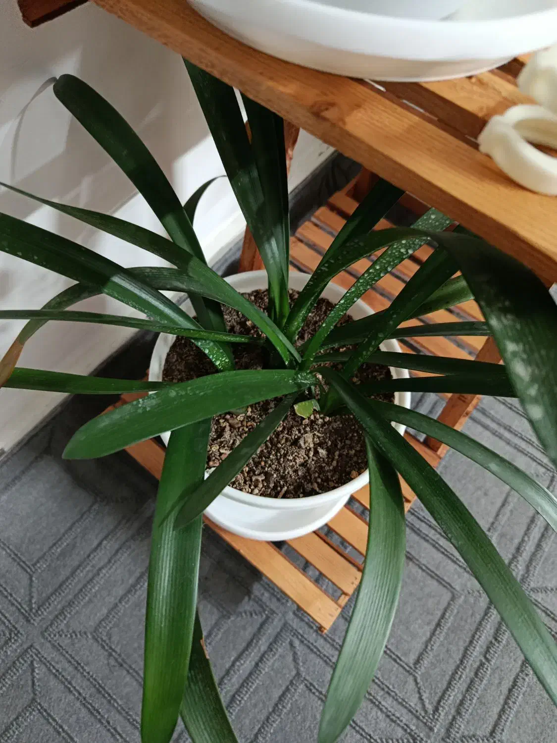 گل زیبا|گل و گیاه طبیعی|طرقبه, |دیوار