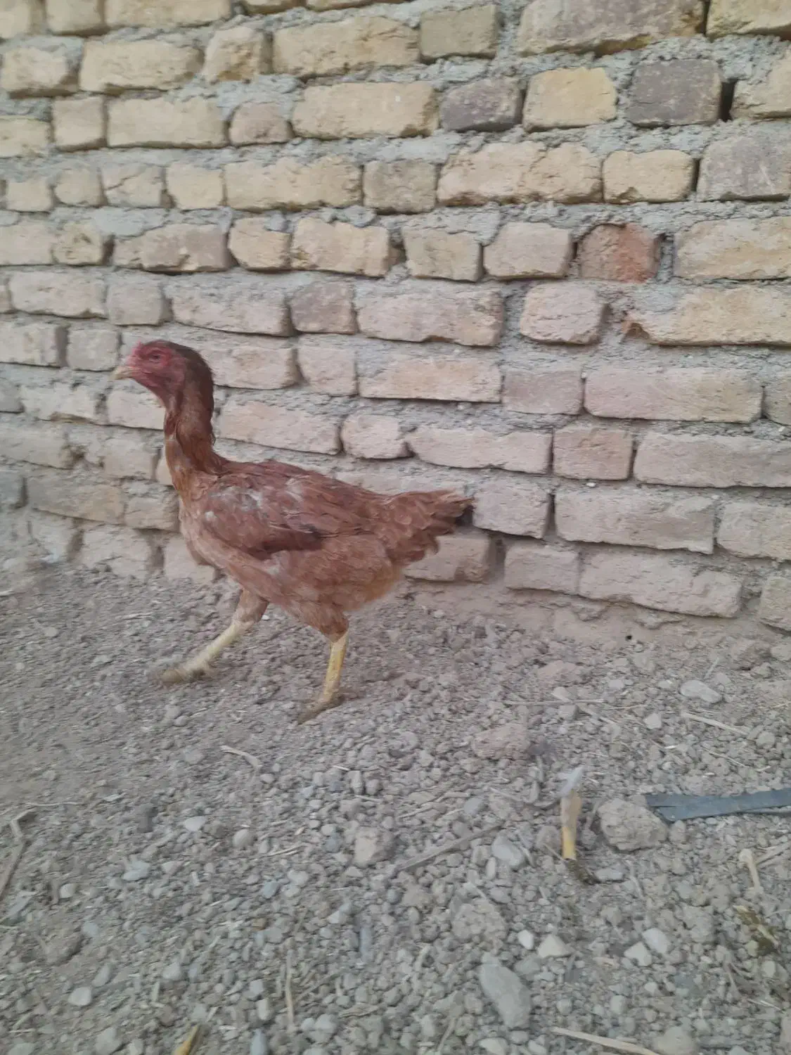 بوقلمون و مرغ|حیوانات مزرعه|سجاس رود, |دیوار