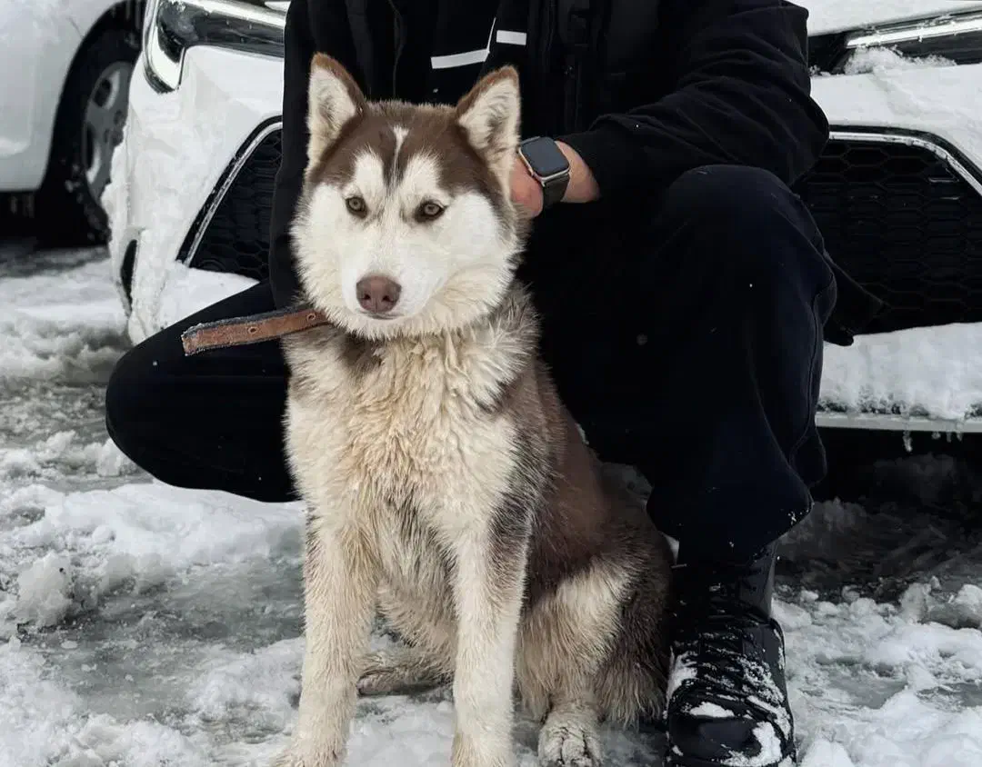 گم شده|حیوانات|تربت جام, میان جام|دیوار