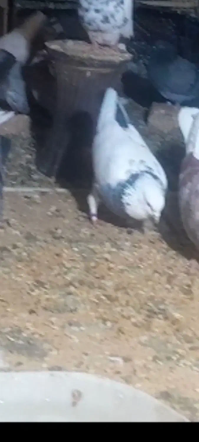 کفتر گمشده|حیوانات|آبیک, |دیوار