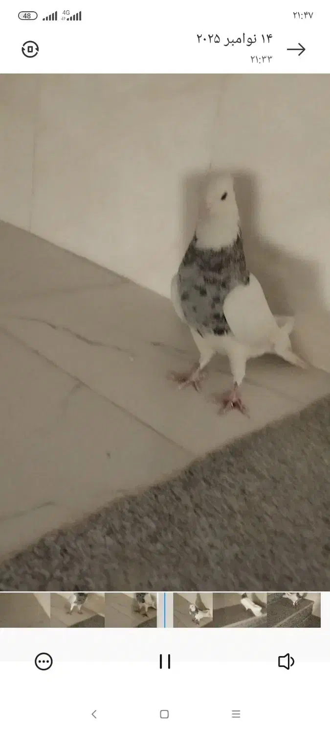 طوقی نر الماسی|پرنده|لردگان, |دیوار