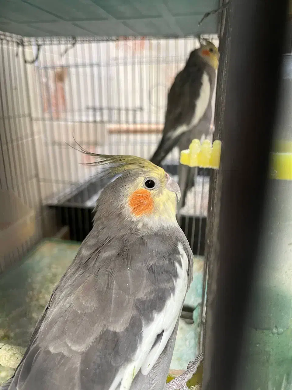 عروس هلندی دو عدد باهم 900 و مرغ عشق و خرگوش|موش و خرگوش|یزد, |دیوار