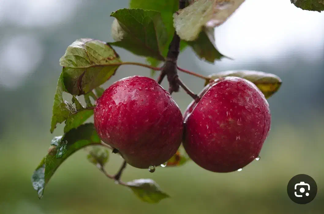 سیب قرمز فله به فروش می رسد|خوردنی و آشامیدنی|سیلوانه, |دیوار
