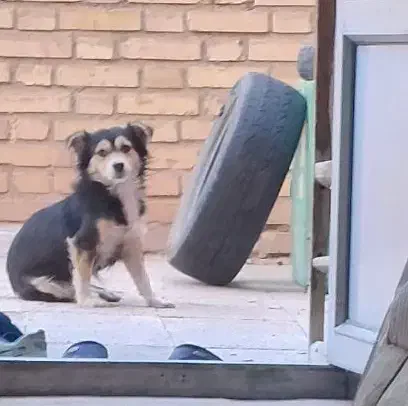 واگذاری سگ نژاد اشپیتز .پول لازم نبودم نمیفروختمش|سگ|سبزوار, چهارراه فرودگاه|دیوار