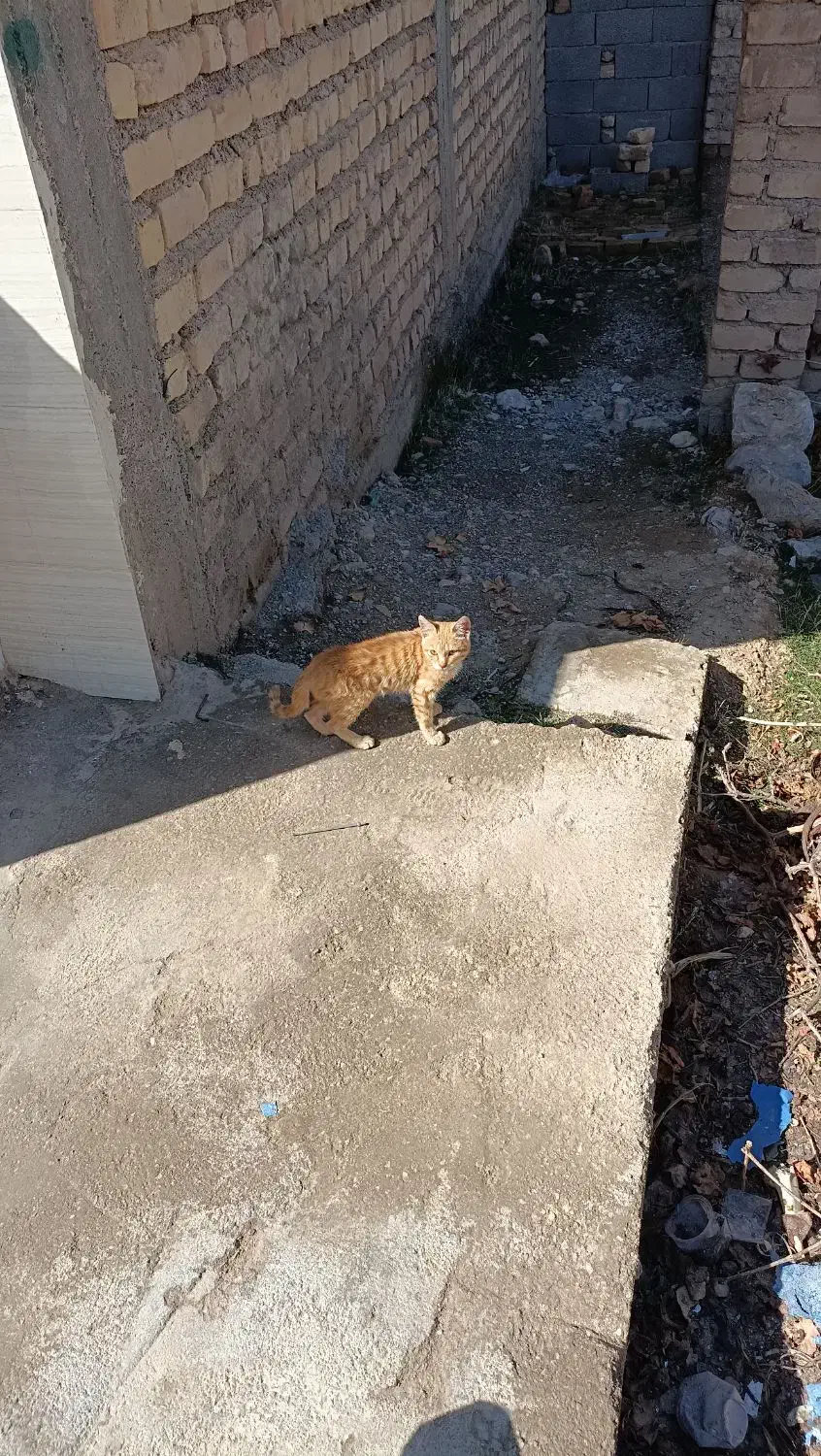 واگذاری گربه|گربه|مرودشت, بیست متری بیمارستان|دیوار