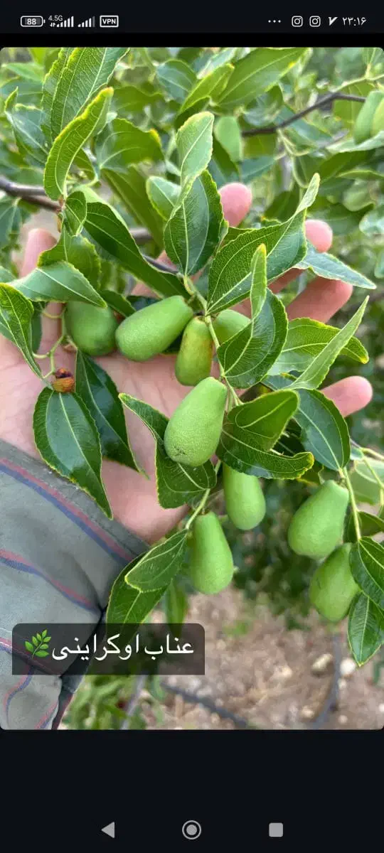 فروش انواع نهال مرغوب مستقیم از نهالستان|خدمات باغبانی و درختکاری|تاکستان, |دیوار