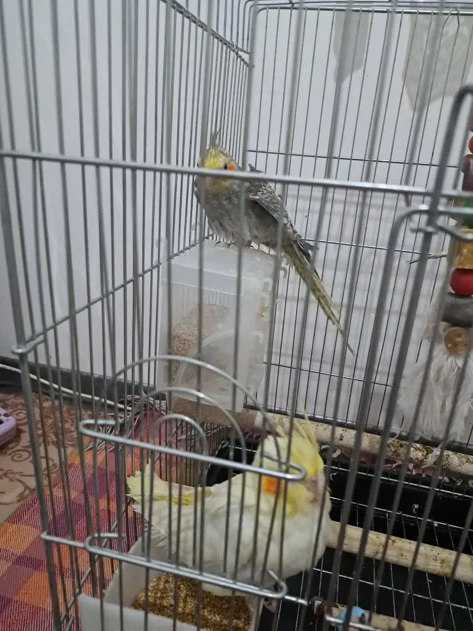 عروس هلندی|پرنده|رباط‌کریم, الارد|دیوار