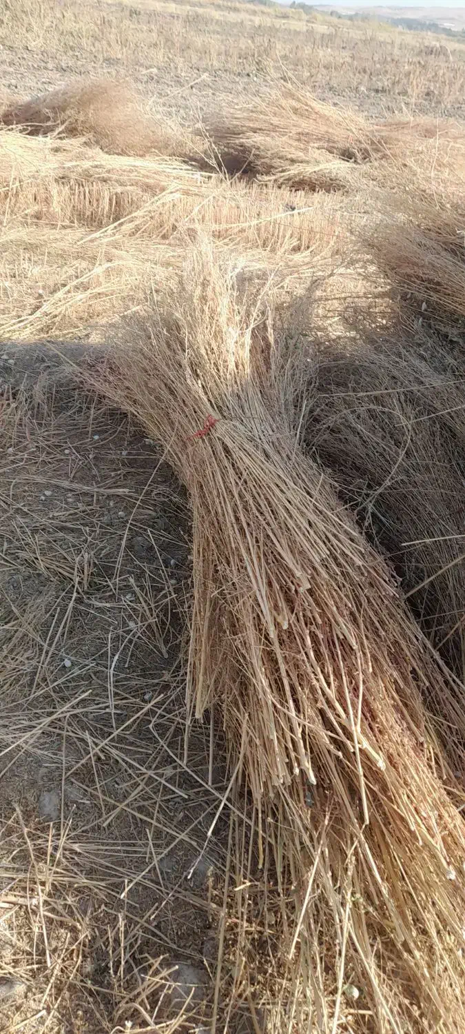 جارو شهرداری ۵جریب اماده|لوازم نظافت|نهاوند, |دیوار