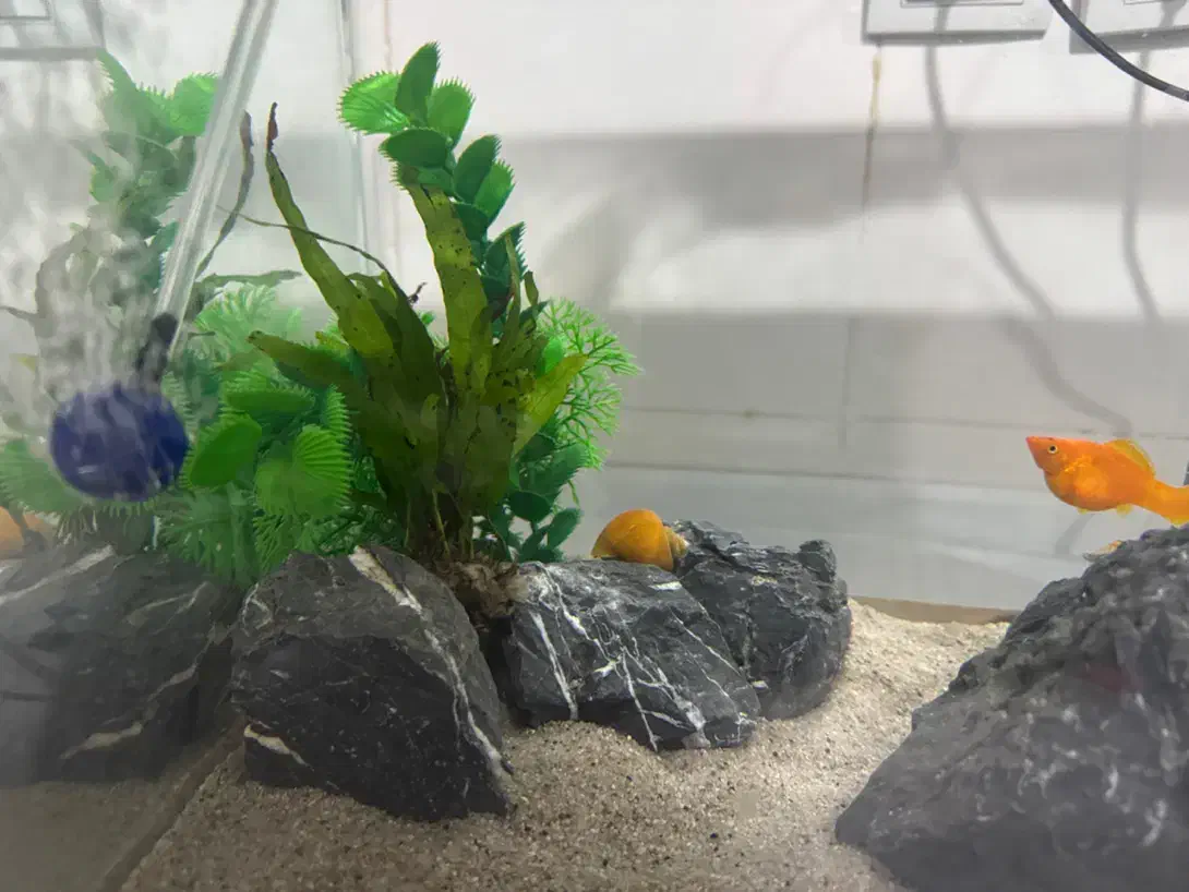 آکواریوم با تمام وسایل|ماهی|بندر دیر, |دیوار