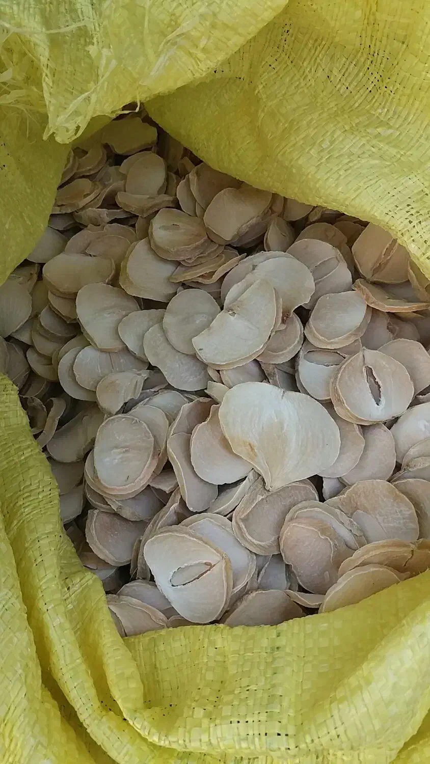 سیر و موسیر همدان|خوردنی و آشامیدنی|قم, دانش|دیوار