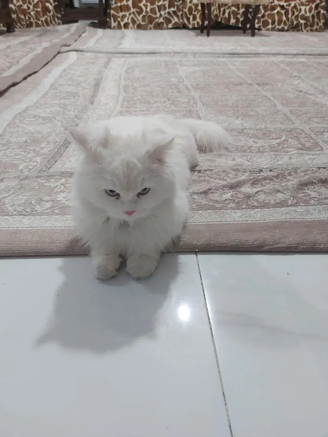 واگذاری گربه|گربه|شبستر, |دیوار