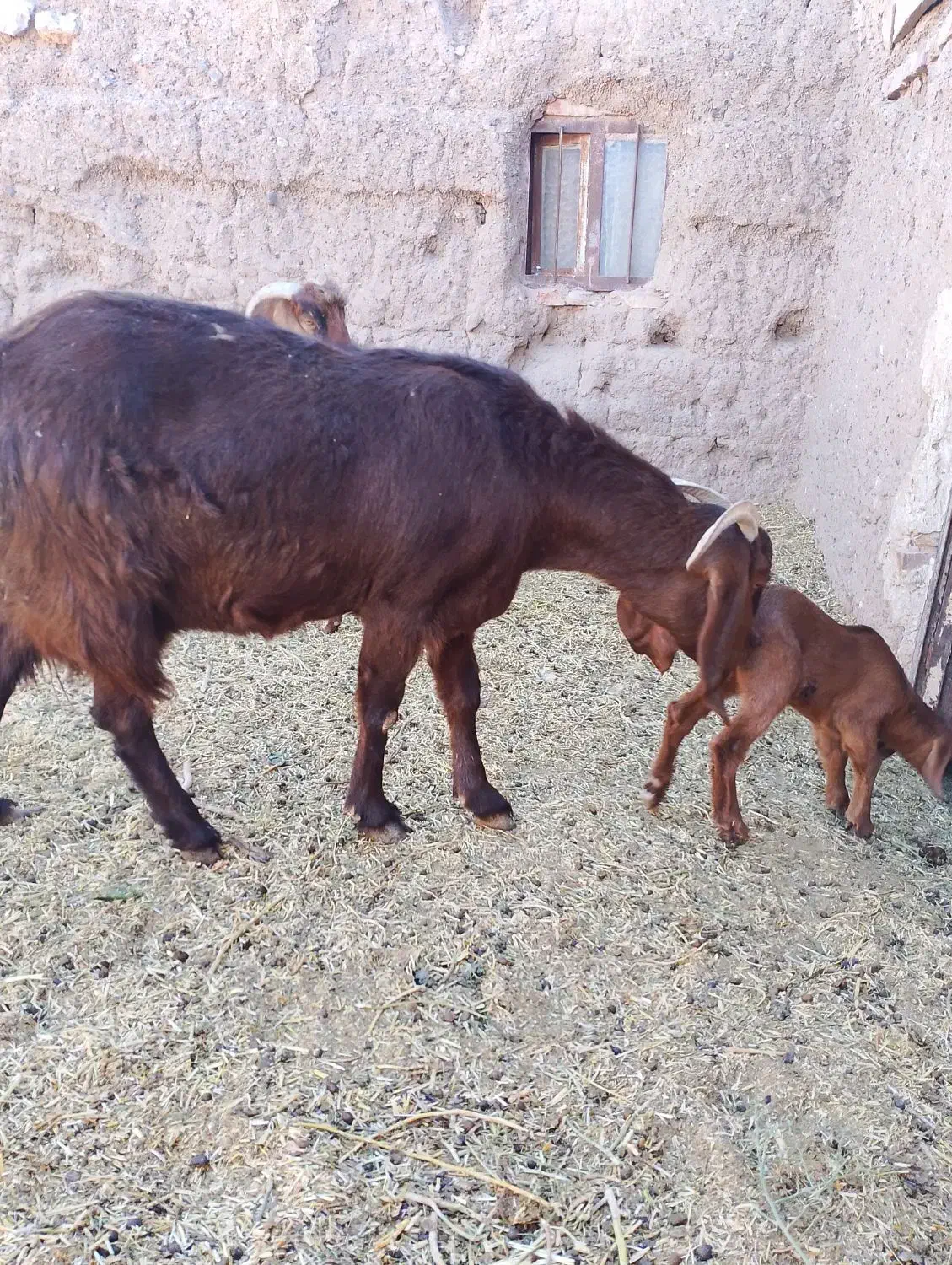 بزجوان|حیوانات مزرعه|سرایان, |دیوار
