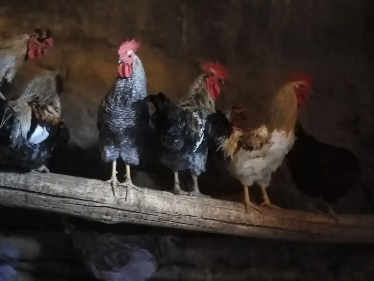 خروس|حیوانات مزرعه|دلیجان, |دیوار