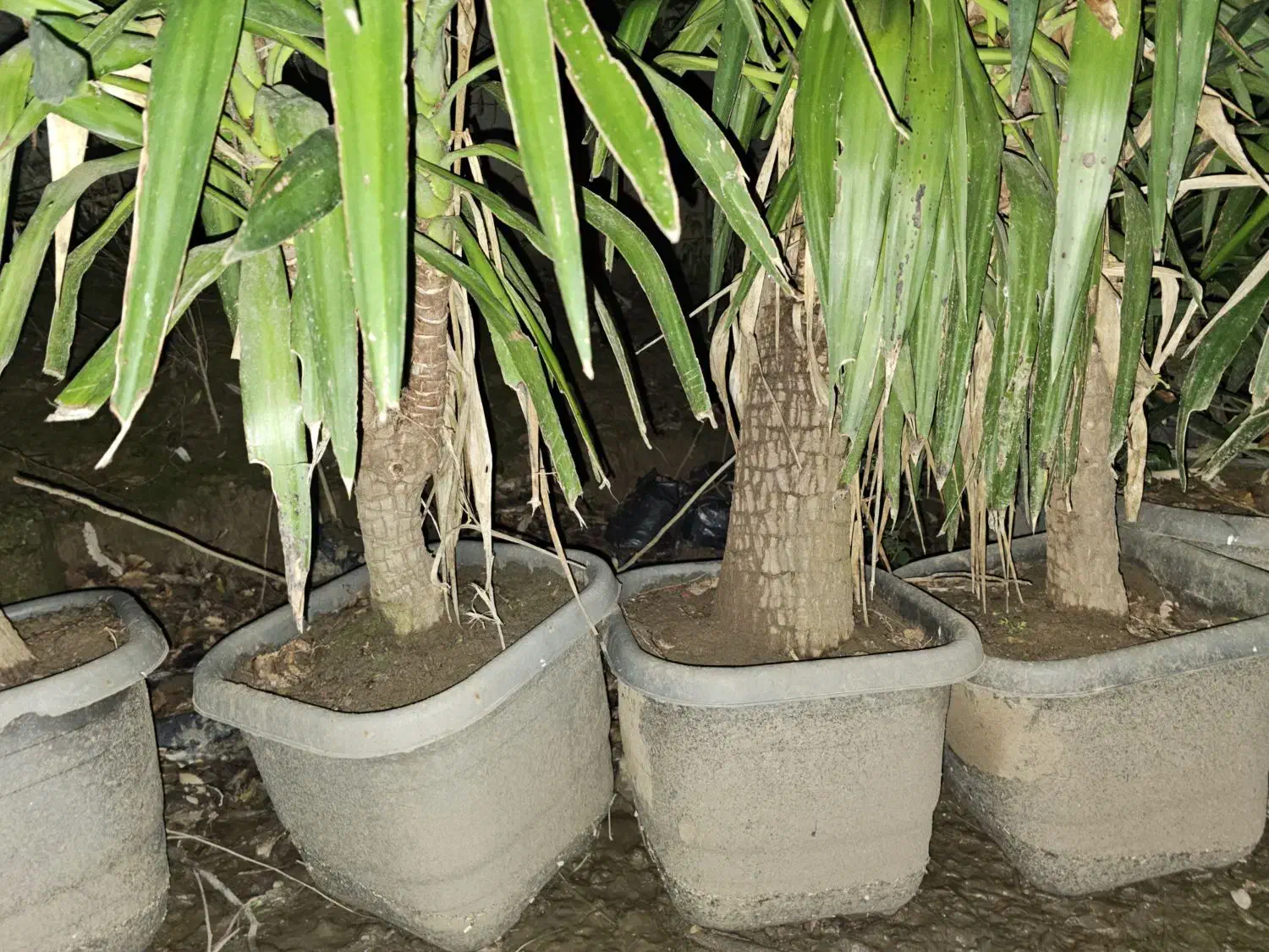 یوکا و سیکاس|گل و گیاه طبیعی|سنگر, |دیوار