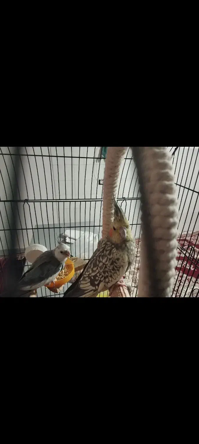 عروس هلندی مولد|پرنده|تهران, باغ فیض|دیوار