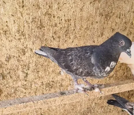 چندتا جوجه گرفتنی و ی جفت نرو ماده حسابی|پرنده|قم, آزادگان|دیوار
