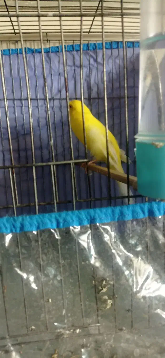 قناری رسمی بلند نر|پرنده|کرمان, |دیوار