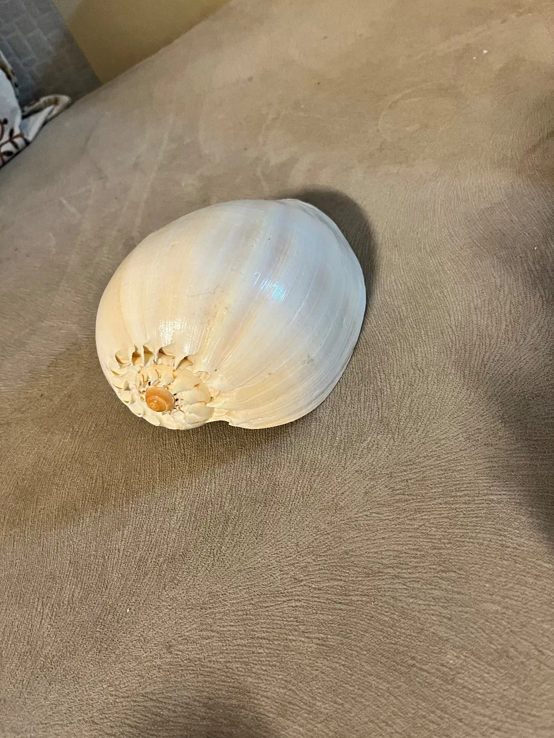 صدف بزرگ|صنایع دستی و سایر لوازم تزئینی|شیراز, کیان شهر|دیوار