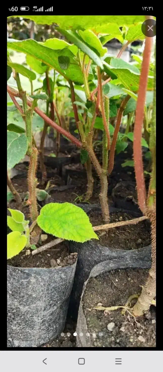 نهال کیوی تلخ به صورت کلی و جزیی|گل و گیاه طبیعی|حویق, |دیوار