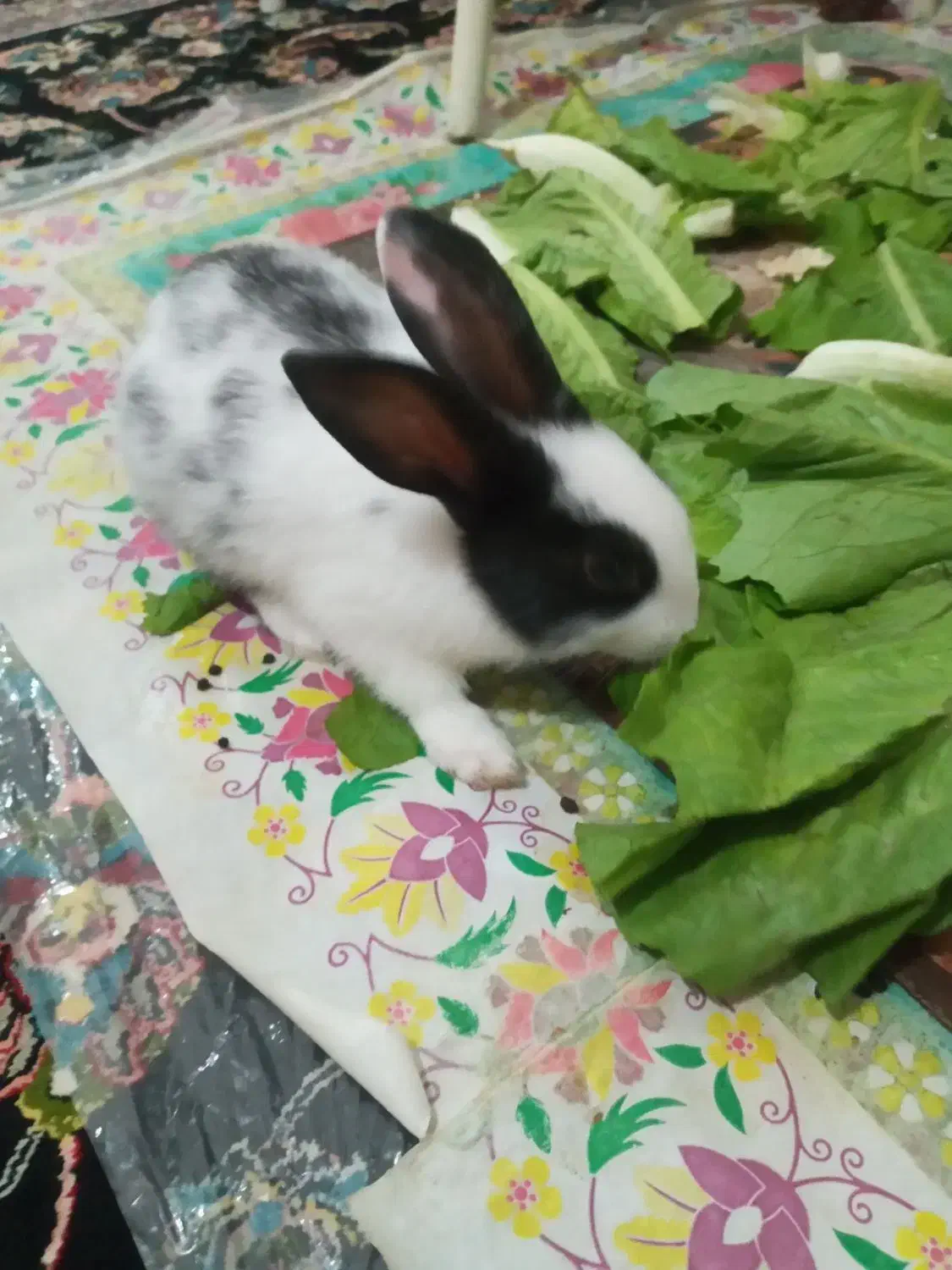 بچه خرگوش|موش و خرگوش|کرمانشاه, |دیوار