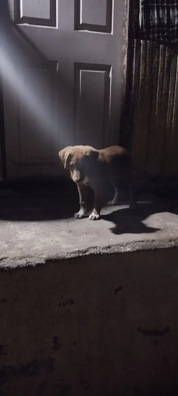 توله سگ ماده|سگ|کیاشهر, |دیوار