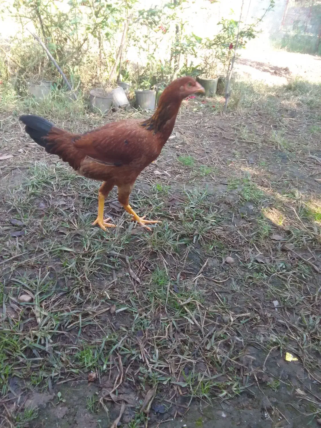 ۷ عددجوجه مرغ لاری تازه وارد ۷ ماه شدن|حیوانات مزرعه|ماسال, |دیوار