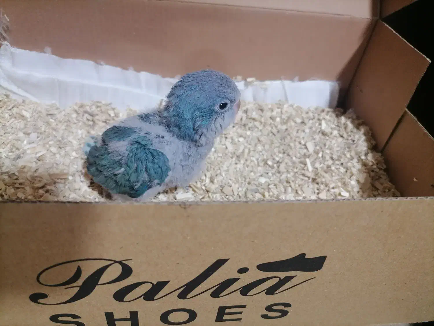 جوجه راهب|پرنده|کاشمر, |دیوار