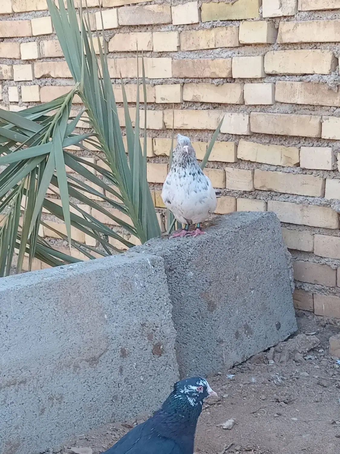 سینه کوهی درسوسنگرد|پرنده|اهواز, امانیه|دیوار