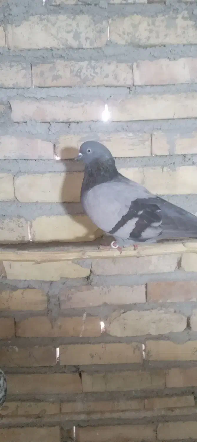 کبوتر|پرنده|صائین قلعه, |دیوار