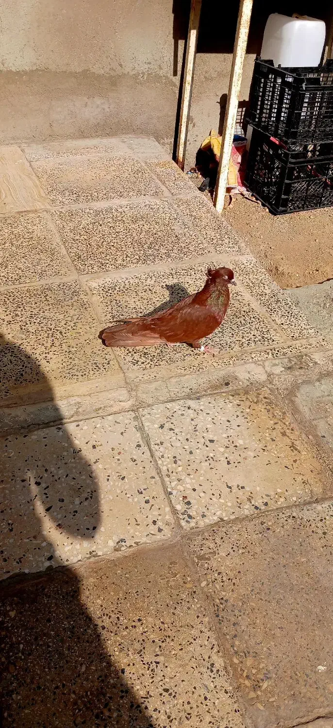 نر سرخ|پرنده|سیلاخور, |دیوار