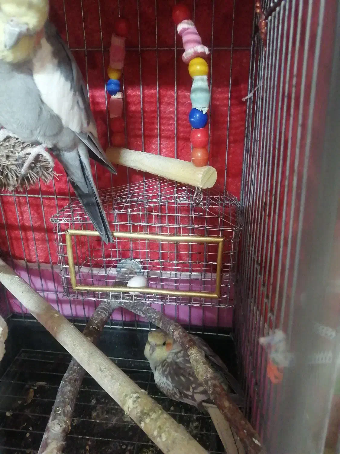 عروس هلندی نرو ماده تخم گذار|پرنده|فردیس, فردیس|دیوار