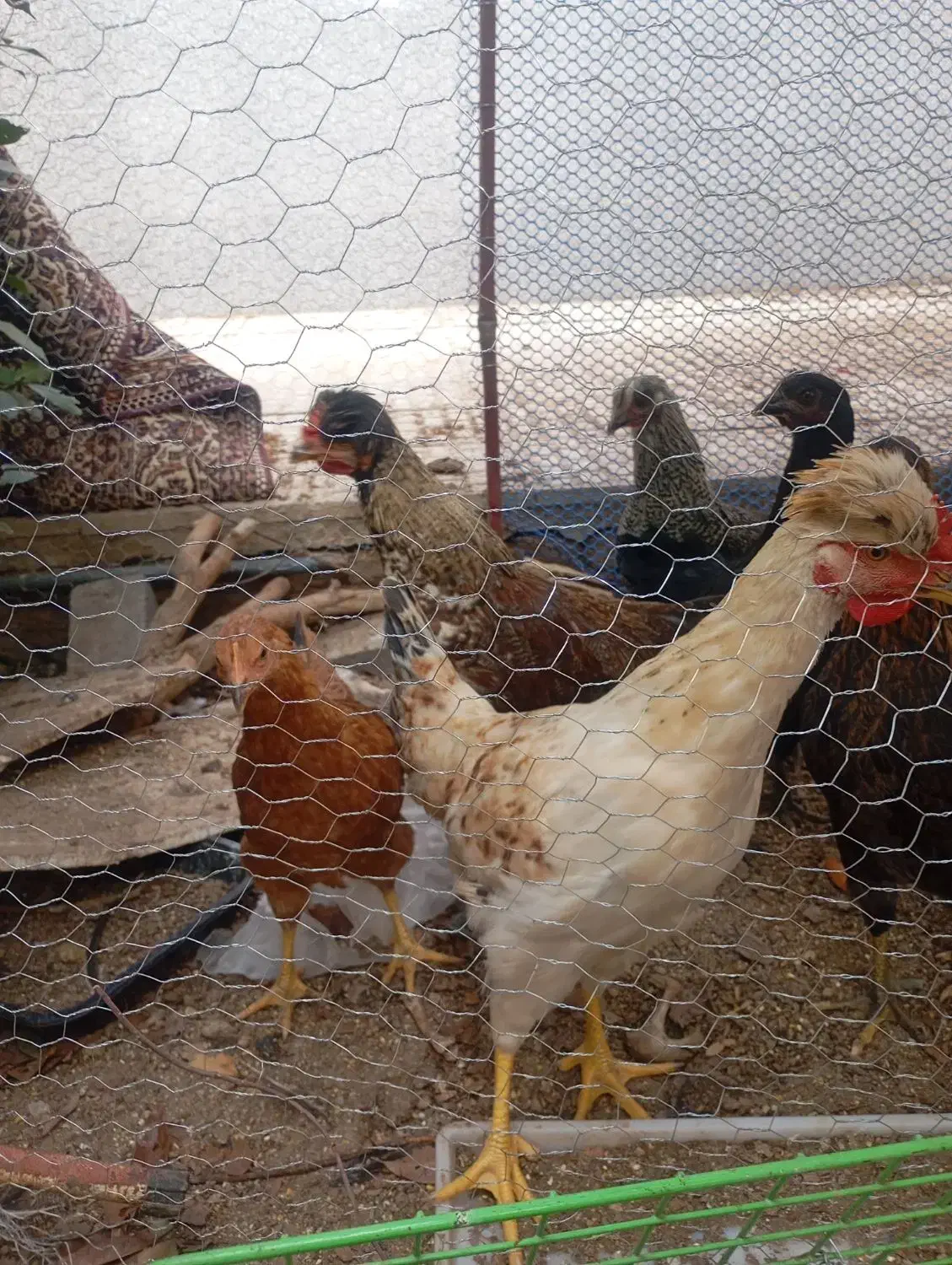 جوجه مرغ چاق|حیوانات مزرعه|یزد, |دیوار