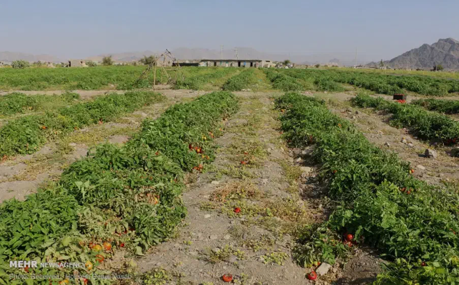 نیروی خانم کار در مزرعه|استخدام صنعتی، فنی، مهندسی|زنجان, |دیوار