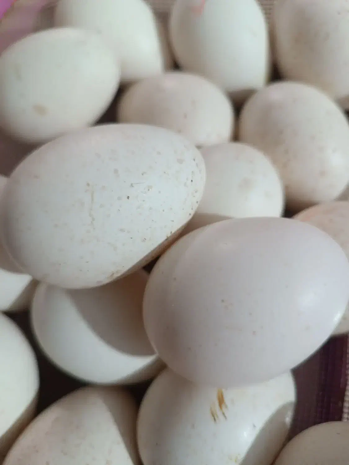 تخم بوقلمون نطفه دار|حیوانات مزرعه|رفسنجان, |دیوار