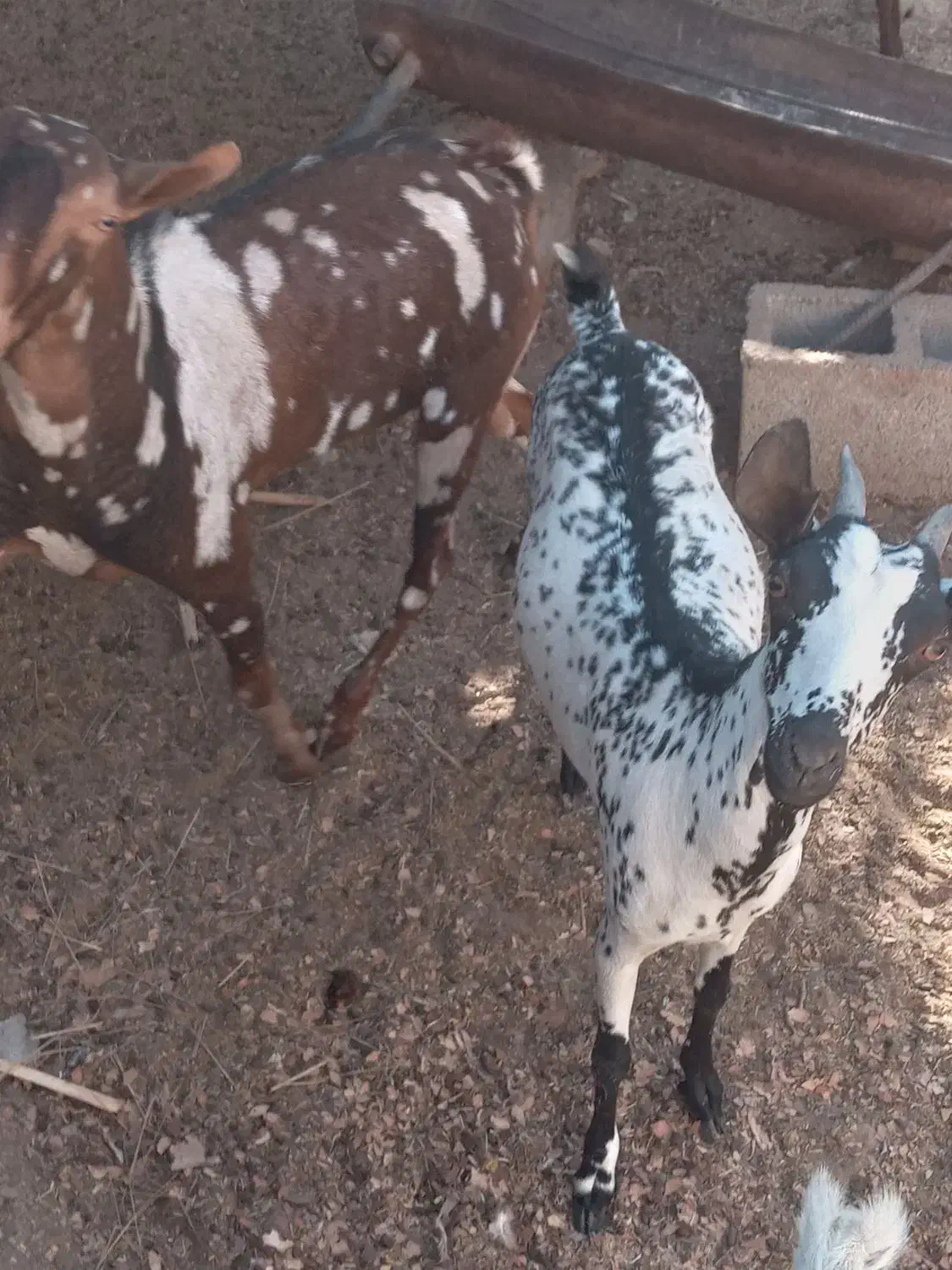 نری پچی|حیوانات مزرعه|بندرعباس, |دیوار