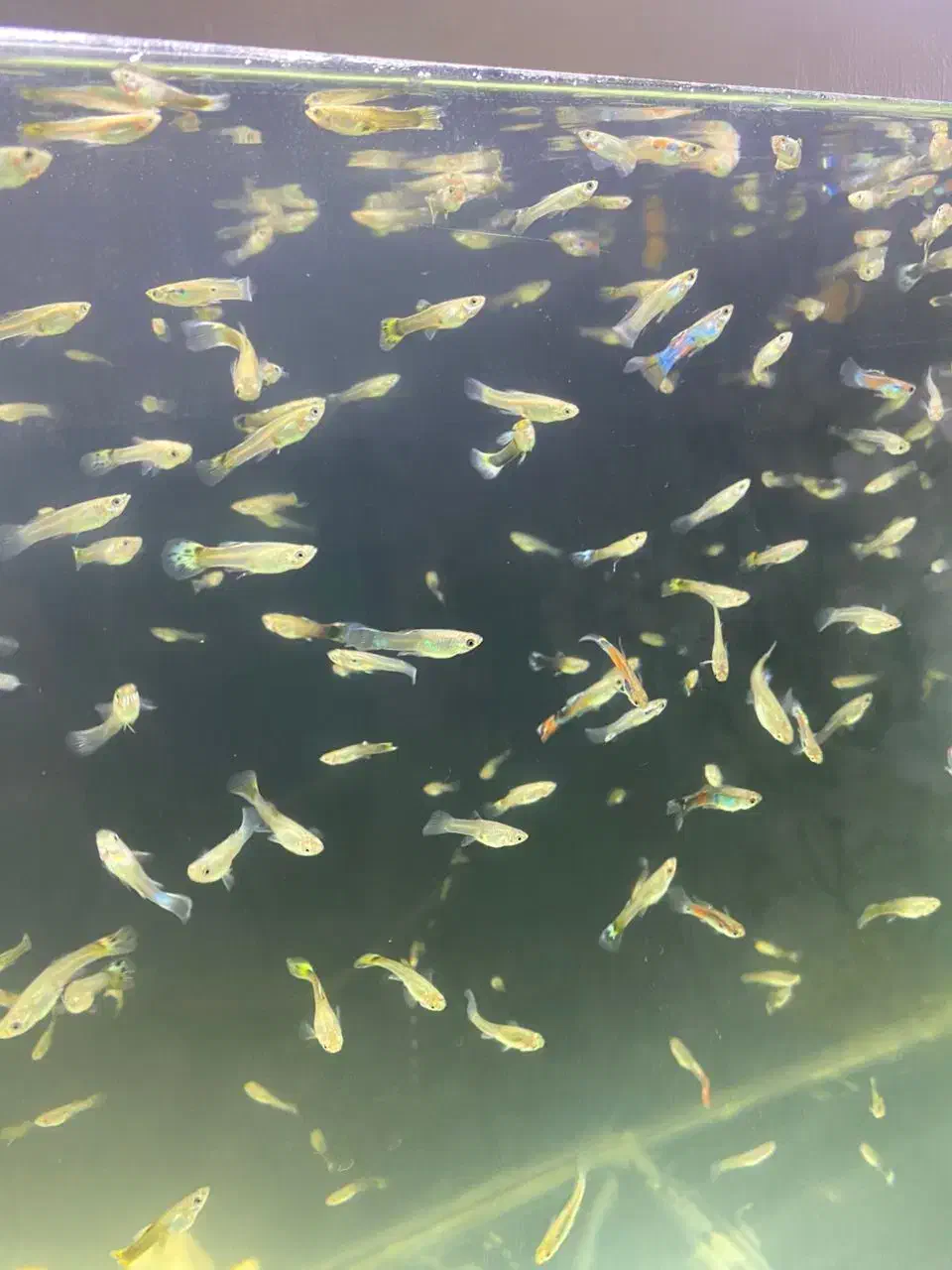 گوپی دونه ده تومن|ماهی|هشتگرد, فاز ۳ مهستان|دیوار