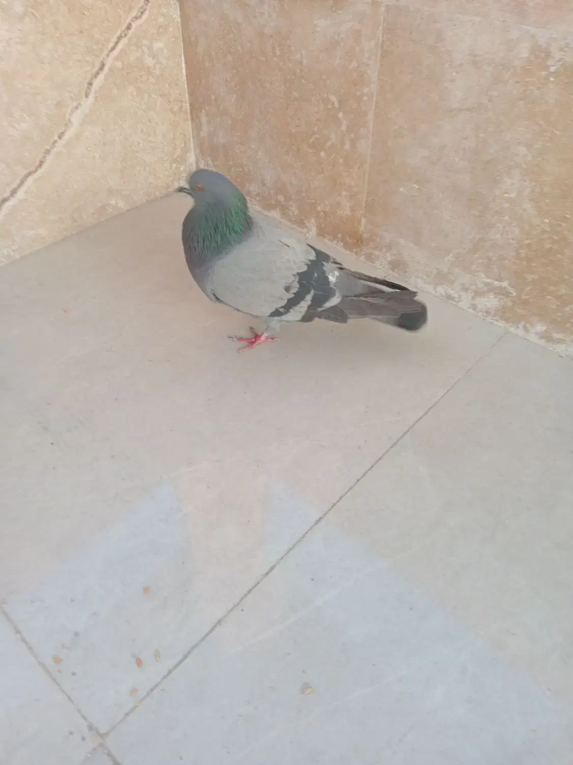 کفتر|پرنده|ملارد, |دیوار