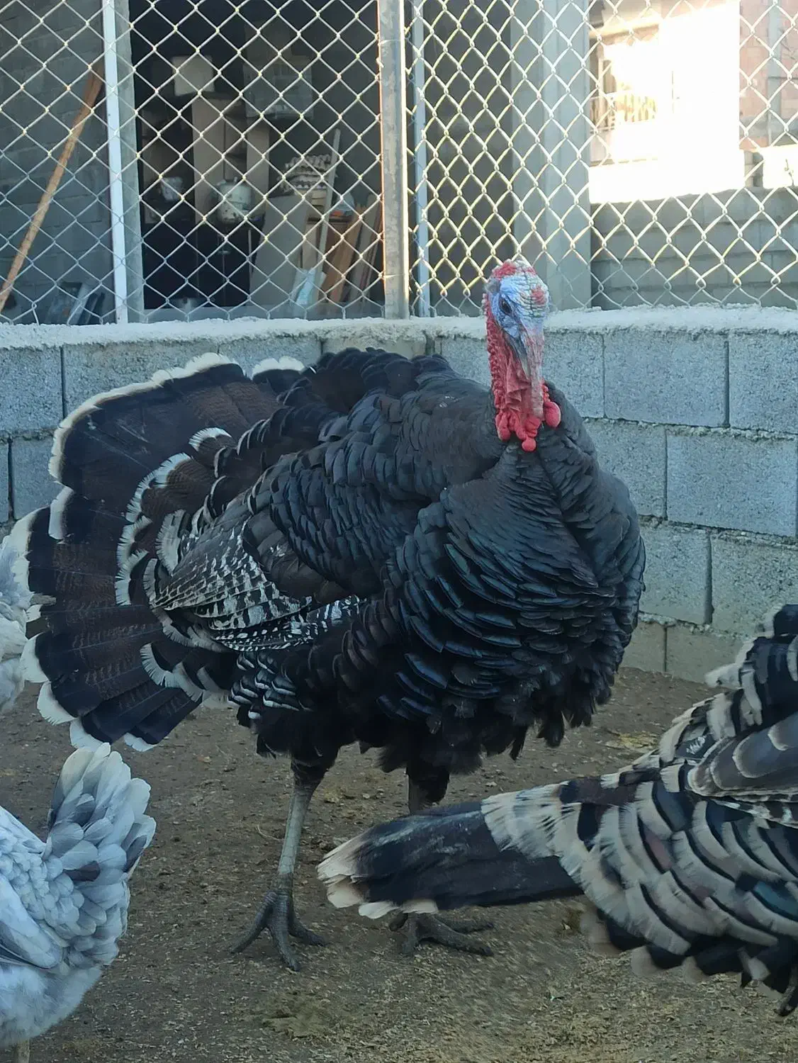 بوقلمون محلی نر و ماده|حیوانات مزرعه|سرخرود, |دیوار