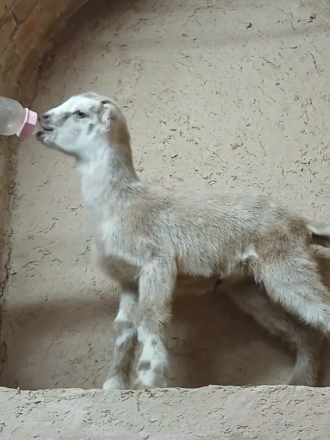 گوسفند بز غلبه بره|حیوانات مزرعه|شاهین‌شهر, عطار|دیوار