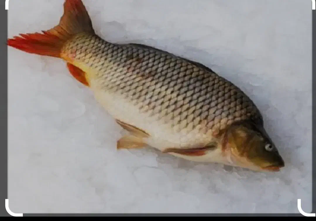 ماهی|ماهی|نیشابور, فضل|دیوار