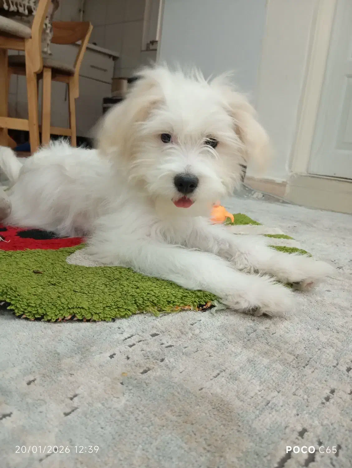 سگ خونگی|سگ|محمدیه-قزوین, |دیوار